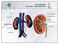 Стенд "Строение почки человека" - fgospostavki.ru - Мегион
