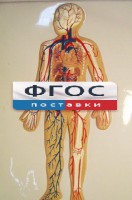 Модель барельефная "Кровеносная система человека" - fgospostavki.ru - Мегион