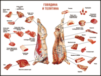 Таблица "Правила разделки мясных туш. Говядина и телятина" (100х140 сантиметров, винил) - fgospostavki.ru - Мегион