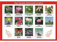 Таблица демонстрационная "Растения Красной книги" (винил 100*140) - fgospostavki.ru - Мегион