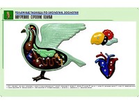 Рельефная таблица "Внутреннее строение голубя" (формат А1, матовое ламинирование) - fgospostavki.ru - Мегион