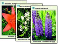 Гербарий фотографический "Основные группы растений" - fgospostavki.ru - Мегион