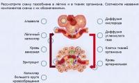 Интерактивные курсы. Биология 9 класс. Расширенный. - fgospostavki.ru - Мегион