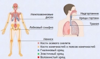 Интерактивные курсы. Биология 9 класс. Базовый. - fgospostavki.ru - Мегион
