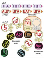 Модель-аппликация Биосинтез белка - fgospostavki.ru - Мегион