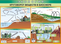 Таблица "Круговорот веществ в биосфере" (100х140 сантиметров, винил) - fgospostavki.ru - Мегион