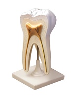 Модель строения зуба - fgospostavki.ru - Мегион