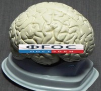 Модель "Мозг в разрезе" (белый) - fgospostavki.ru - Мегион