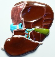 Модель барельефная "Печень" (висцеральная поверхность) - fgospostavki.ru - Мегион