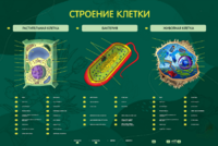 Электрифицированный стенд "Строение клетки" с маркерными полями - fgospostavki.ru - Мегион