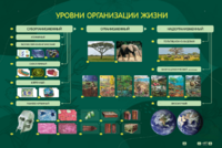 Электрифицированный стенд "Уровни организации жизни" - fgospostavki.ru - Мегион