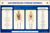 Электрифицированный стенд-тренажер c макетом скелета "Анатомическое строение человека" - fgospostavki.ru - Мегион