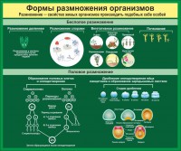 Стенд "Формы размножения организмов" - fgospostavki.ru - Мегион