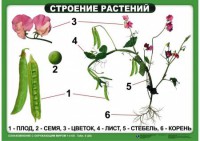 Комплект таблиц "Ознакомление с окружающим миром 1-4 класс" - fgospostavki.ru - Мегион