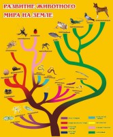 Стенд "Развитие животного мира на земле" - fgospostavki.ru - Мегион