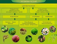 Стенд "Систематика растений" - fgospostavki.ru - Мегион