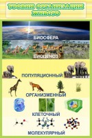 Стенд "Уровни организации живого" - fgospostavki.ru - Мегион