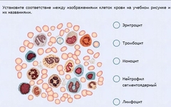 Интерактивные курсы. Биология 11 класс. Расширенный. - fgospostavki.ru - Мегион