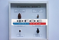 Коллекция "Семейство жуков" - fgospostavki.ru - Мегион