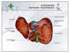 Стенд "Строение печени человека" - fgospostavki.ru - Мегион