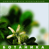 Ботаника. (Цифровая база изображений) - fgospostavki.ru - Мегион