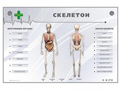 Электрифицированный стенд-тренажер "Скелетон" - fgospostavki.ru - Мегион