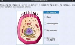 Интерактивные курсы. Биология 8 класс. Базовый - fgospostavki.ru - Мегион