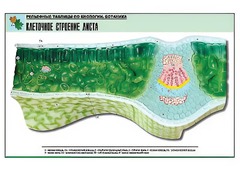 Рельефная таблица "Клеточное строение листа" (формат А1, матовое ламинирование) - fgospostavki.ru - Мегион