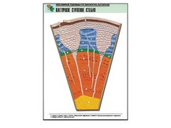 Рельефная таблица "Клеточное строение стебля" (формат А1, матовое ламинирование) - fgospostavki.ru - Мегион
