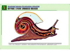 Рельефная таблица "Внутреннее строение брюхоногого моллюска" (формат А1, матовое ламинирование) - fgospostavki.ru - Мегион