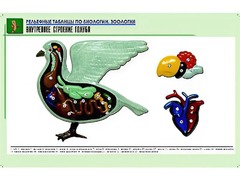 Рельефная таблица "Внутреннее строение голубя" (формат А1, матовое ламинирование) - fgospostavki.ru - Мегион