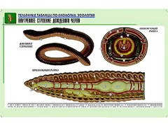 Рельефная таблица "Внутреннее строение дождевого червя" (формат А1, матовое ламинирование) - fgospostavki.ru - Мегион