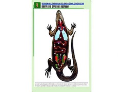 Рельефная таблица "Внутреннее строение ящерицы" (формат А1, матовое ламинирование) - fgospostavki.ru - Мегион