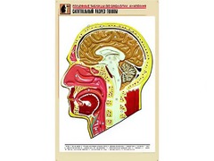 Рельефная таблица "Сагиттальный разрез головы" (формат А1, матовое ламинирование) - fgospostavki.ru - Мегион