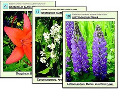 Гербарий фотографический "Основные группы растений" - fgospostavki.ru - Мегион