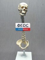 Модель "Позвоночник с черепом и тазом" - fgospostavki.ru - Мегион