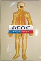 Модель барельефная "Нервная система человека" - fgospostavki.ru - Мегион