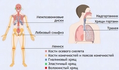 Интерактивные курсы. Биология 9 класс. Базовый. - fgospostavki.ru - Мегион