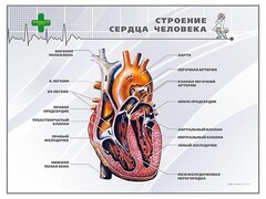 Стенд "Строение сердца человека" - fgospostavki.ru - Мегион