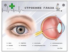 Интерактивный стенд "Строение глаза" - fgospostavki.ru - Мегион