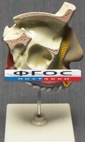 Модель "Разрез носоглотки" - fgospostavki.ru - Мегион