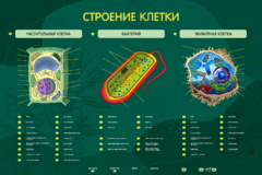 Электрифицированный стенд "Строение клетки" с маркерными полями - fgospostavki.ru - Мегион
