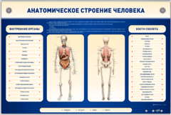 Электрифицированный стенд-тренажер c макетом скелета "Анатомическое строение человека" - fgospostavki.ru - Мегион