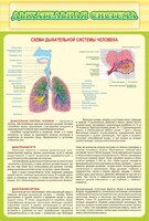 Стенд "Дыхательная система" - fgospostavki.ru - Мегион