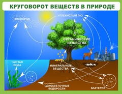 Стенд "Круговорот веществ" - fgospostavki.ru - Мегион