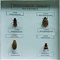 Коллекция энтомологическая "Представители отряда насекомых" - fgospostavki.ru - Мегион