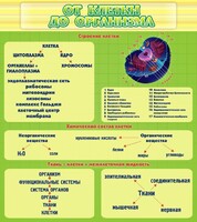 Стенд "От клетки до организма" - fgospostavki.ru - Мегион