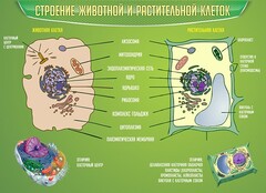 Стенд "Строение животной и растительной клеток" - fgospostavki.ru - Мегион