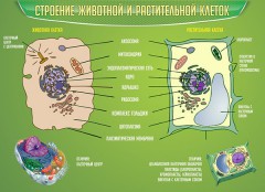  Биология - fgospostavki.ru - Мегион