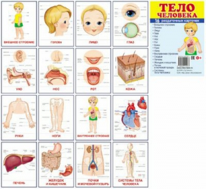 Раздаточные карточки "Тело человека" - fgospostavki.ru - Мегион